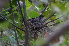 Eudynamys scolopaceus