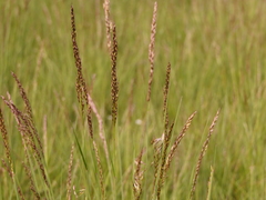 Pseudarrhenatherum longifolium