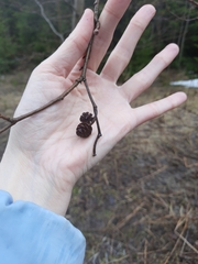 Alnus incana