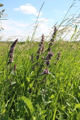 Stachys balansae
