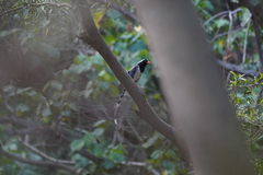 Urocissa erythroryncha