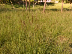 Pseudarrhenatherum longifolium