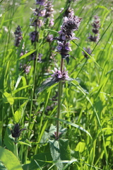 Stachys balansae