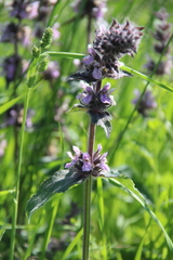 Stachys balansae