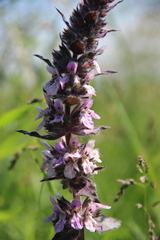 Stachys balansae