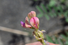 Onobrychis oxyodonta