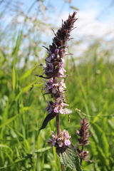 Stachys balansae
