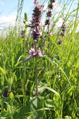 Stachys balansae