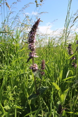 Stachys balansae