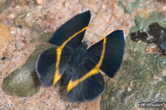 Parcella amarynthina