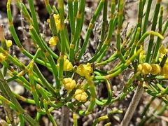 Ephedra procera
