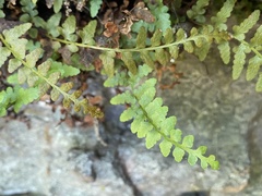 Asplenium bradleyi