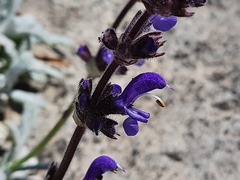 Salvia canescens