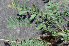 Onobrychis oxyodonta