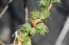 Onobrychis oxyodonta