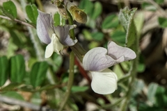 Vicia altissima