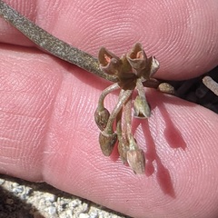 Claytonia parviflora viridis
