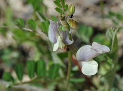 Vicia altissima