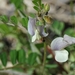 Vicia altissima - Photo (c) Anton Gjeldum, μερικά δικαιώματα διατηρούνται (CC BY-NC), uploaded by Anton Gjeldum