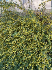 Ribes aureum