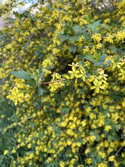 Ribes aureum