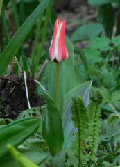 Tulipa greigii