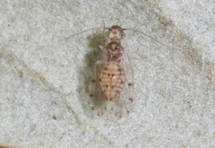 Ectopsocus californicus