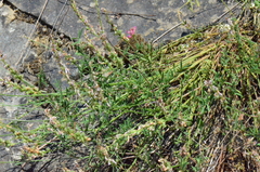 Onobrychis oxyodonta