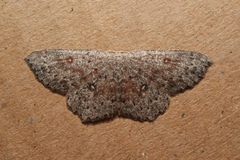 Cyclophora pendularia