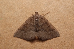 Aleucis distinctata