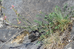 Onobrychis oxyodonta