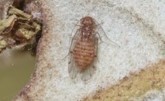 Ectopsocus briggsi
