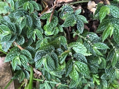 Elatostema parvum