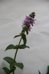 Stachys iberica