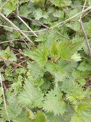 Urtica dioica