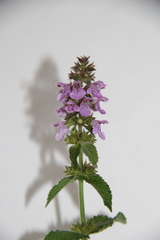 Stachys iberica