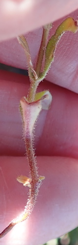 Image of Polycarena aurea by no rights reserved