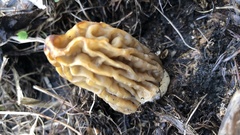 Verpa bohemica