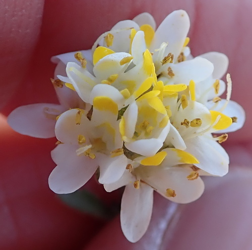 Image of Polycarena aurea by no rights reserved