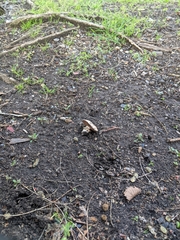 Agaricus bitorquis