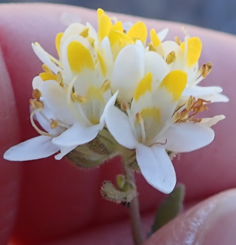 Image of Polycarena aurea by no rights reserved