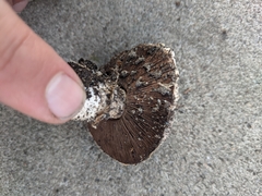 Agaricus bitorquis