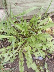 Taraxacum officinale
