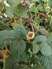 Rubus hirsutus
