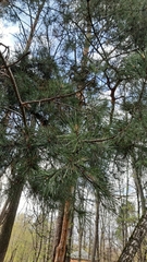 Pinus sylvestris