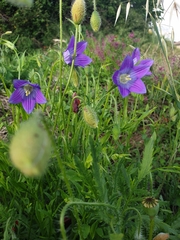 Campanula ramosissima