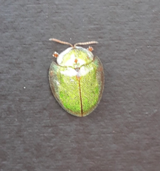 Eurypepla brevilineata