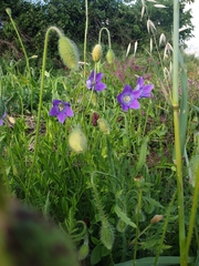 Campanula ramosissima