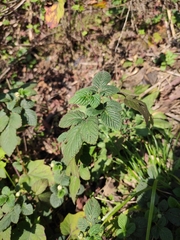 Rubus hirsutus