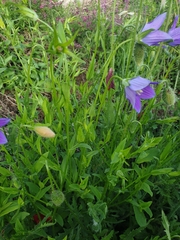 Campanula ramosissima